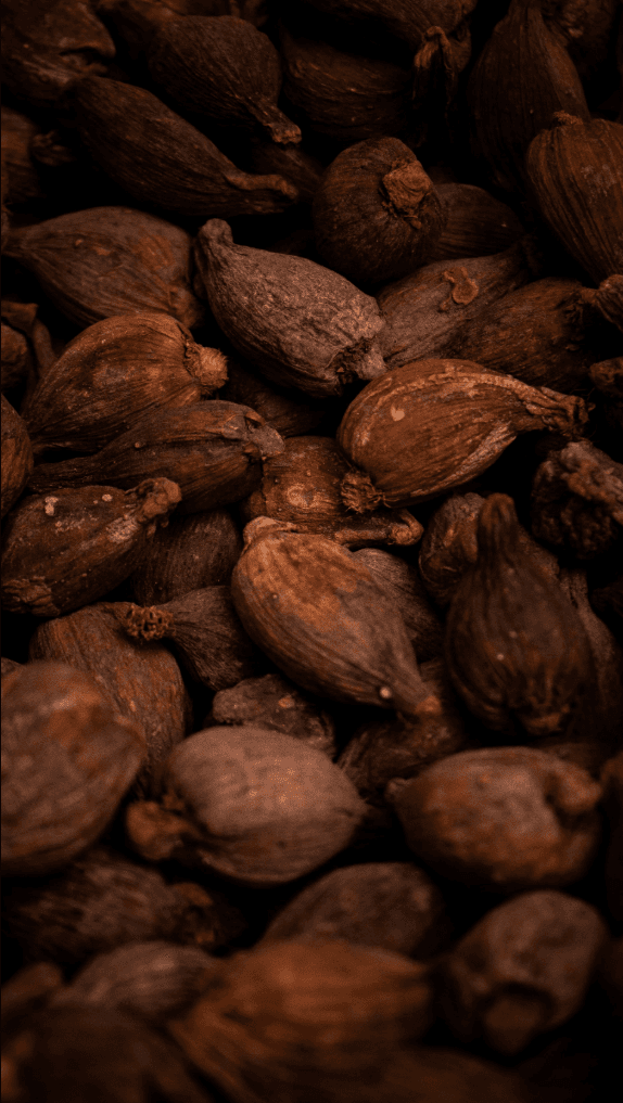 Cacau